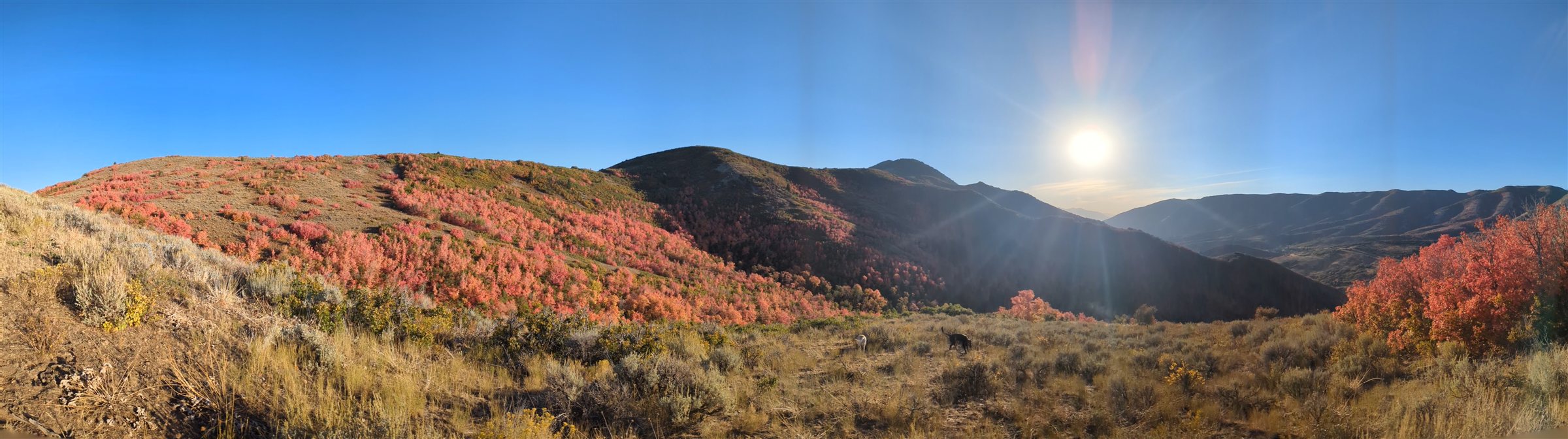 Autumn scrub oak lighting up a Wasatch ridge, dogs on the trail